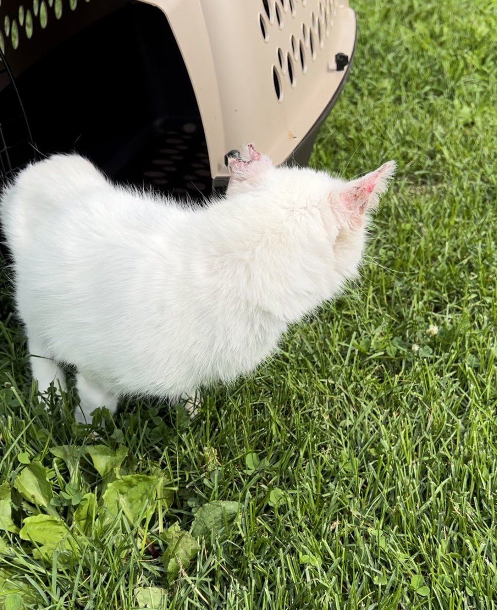 EBieske's tweet photo. @JessicaBlevins One of the outside cats got in a fight and lost her ear, surgery to get her stitches up was $900. 🙈🙈 https://t.co/Ii4Rq6I9Jr