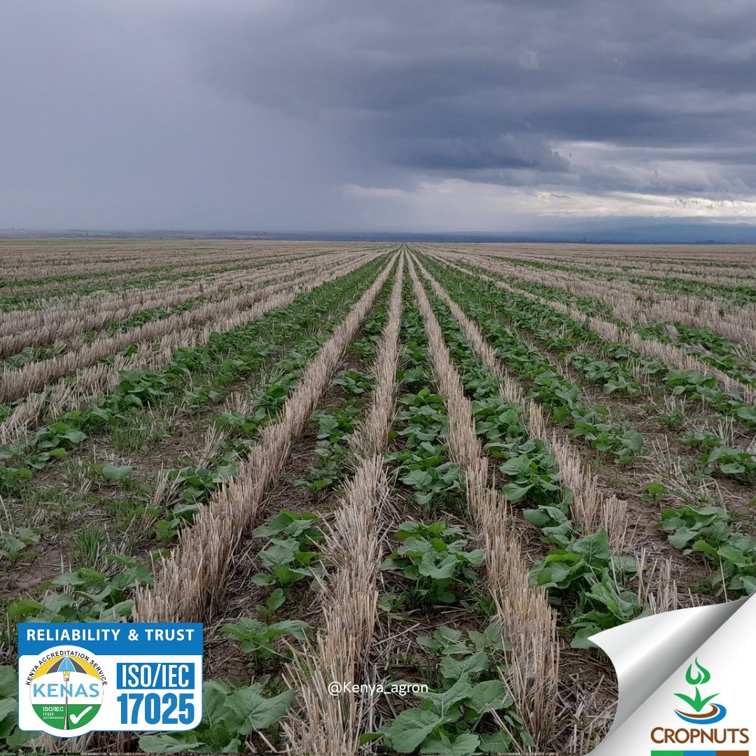 Crop Nutrition Laboratory Services (Cropnuts) tweet media