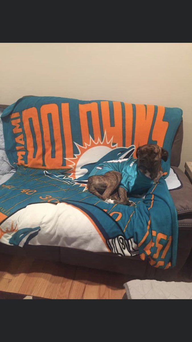 JasonCosta157's tweet photo. @DolFanJenn @finatic1972 Buttercup was ready too!!! https://t.co/JhakRELNKK
