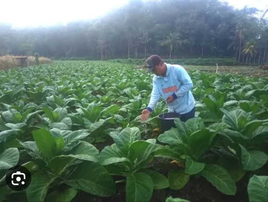 Ghurem2's tweet photo. APTI DPC Pamekasan dan ratusan petani  tanda tangani petisi Tolak RPP Kesehatan

Salah satu poin dlm Petisi tsb adalah menolak pengaturan zat adiktif (tembakau &amp; produk tembakau) pd RPP Kesehatan

#DoaPetaniTembakau
#PetaniDizolimiRPPKesehatan

@DPR_RI https://t.co/YDQQ5YSr9I https://t.co/YjHu95f3ts