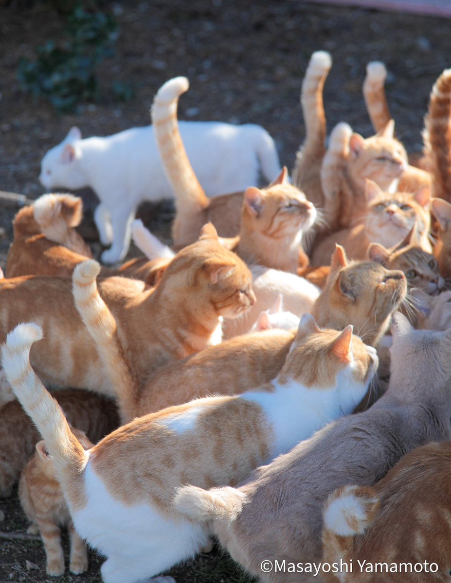 ちんあニャご

#ねこ #猫 #cat