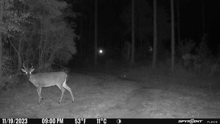 wrinklednips's tweet image. 💚💚💚
#icanhuntitandcookit  #spypoint