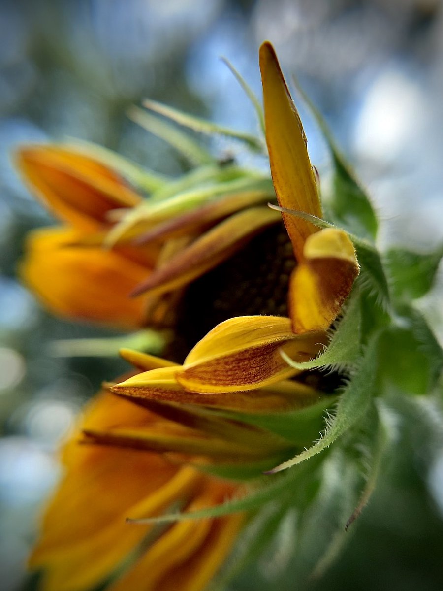 Everyone deserves to feel safe. Everyone deserves to be safe. Everyone deserves to live safe. I wish for peace, always. 🕊️💛🕊️ #SundayYellow is for #Peace #TruePeace #EndWar #StopWar