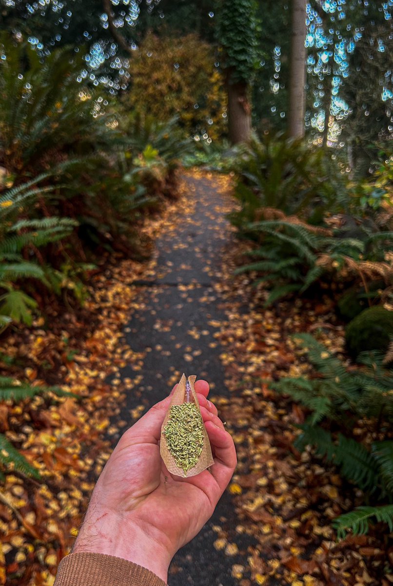 dydrmng_society's tweet photo. Autumn 🍂 🌞 #RollOneUp https://t.co/x90120m5n6