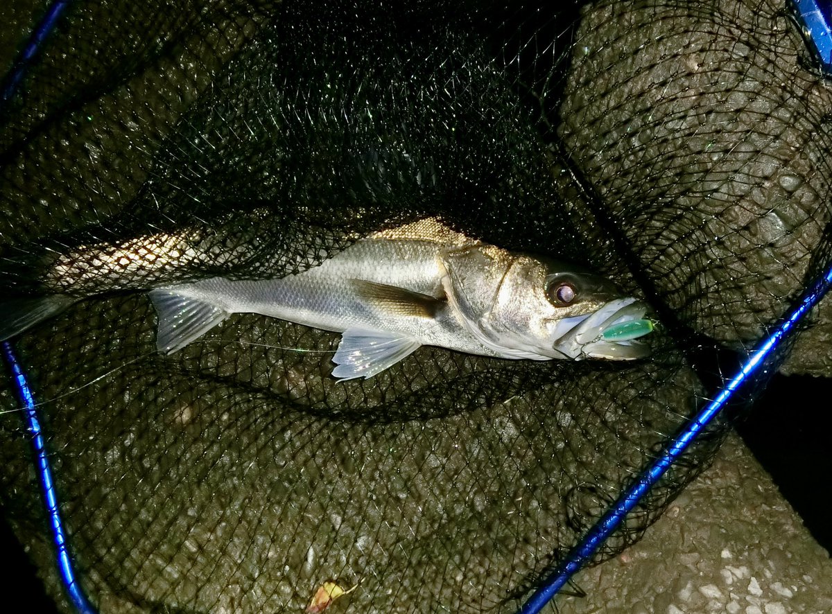 FishingLabo's tweet photo. 久しぶりの投稿❣️

今年の埼玉シーバスは、様子がおかしな。
10月が厳しく、11月になり高反応。

ボラをメインベイトにしているので、シャロー絡み、もしくは流心で💥。

でも、水温的にはそろそろ終了かな🌡️

#荒川最上流
#埼玉シーバス https://t.co/1nAj1UPYmy