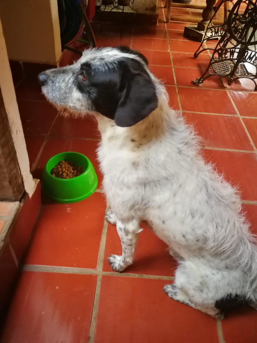 cladree's tweet photo. Copérnico está perdido desde el sábado 18 zona recoleta, llevaba puesto su collar azul, es de tamaño mediano, es super cariñoso y le extrañamos mucho😭 😭💔 por favor si alguien le encuentra y se comunica con nosotros al 0986410039!
@arnilmartinez https://t.co/mL6u1cdlcn
