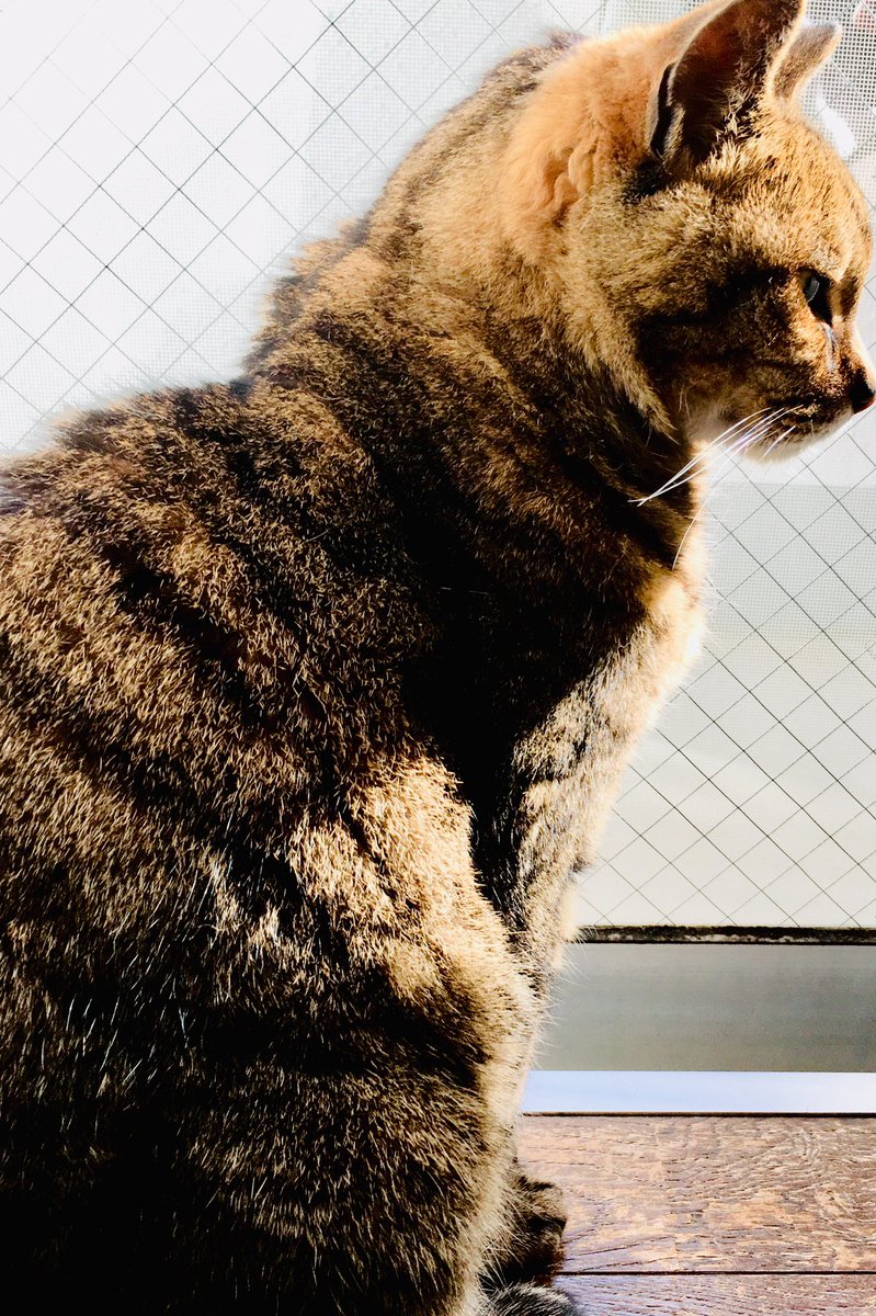 hi_doi's tweet photo. 今日は猫さんの月命日です。
(2018年11月21日の写真) https://t.co/PXmYsYAQFY