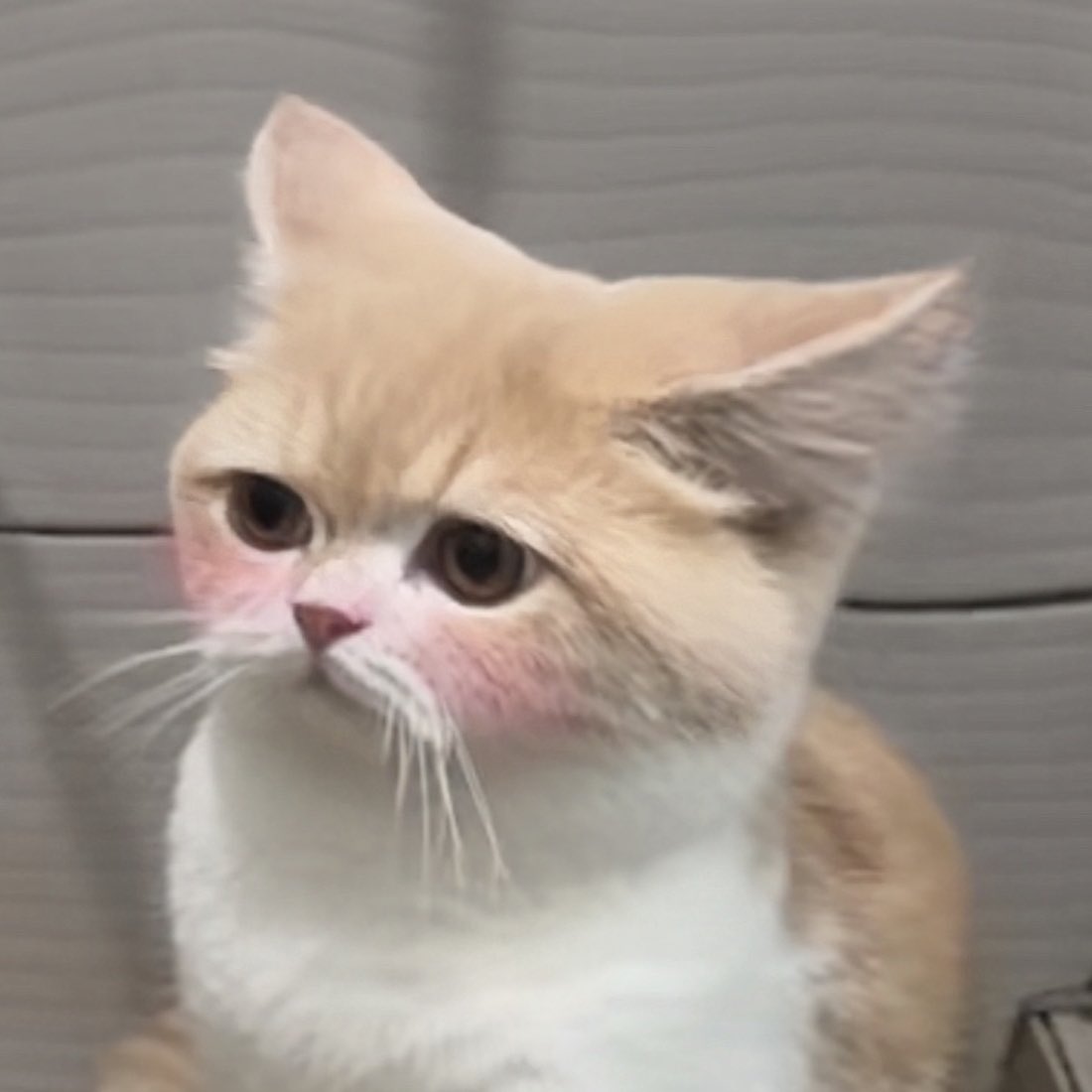 ฟิลเตอร์นี้ใน tiktok ที่ทำให้แมวของเราน่ารัก 10 เท่า
