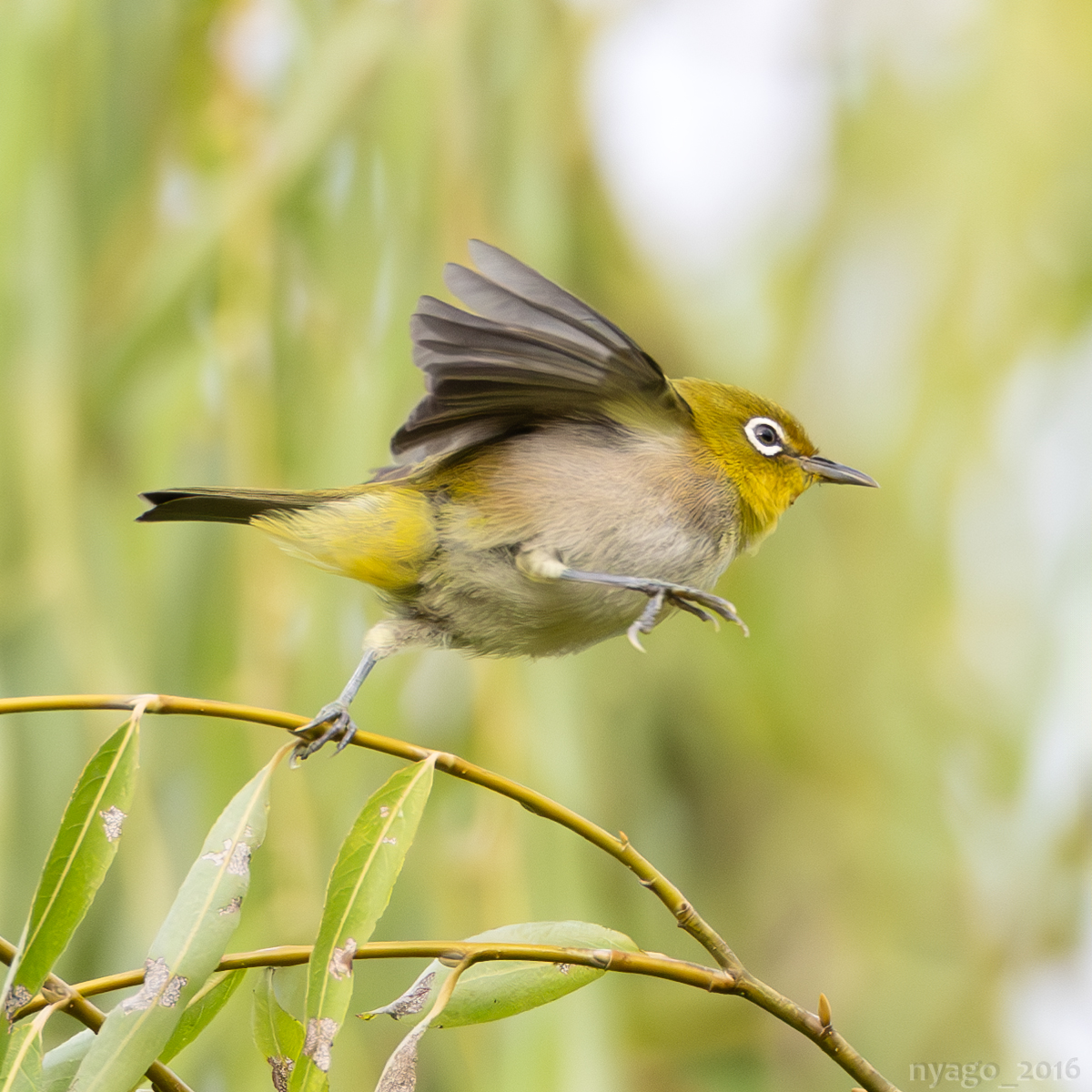 nyago_2016's tweet photo. ぴょ~ん♪
#メジロ #whiteeye #小ジャンプ #ジャンプ #littlejump #jump
#鳥 #野鳥 #bird #wildbird https://t.co/0BSPGL9nxD
