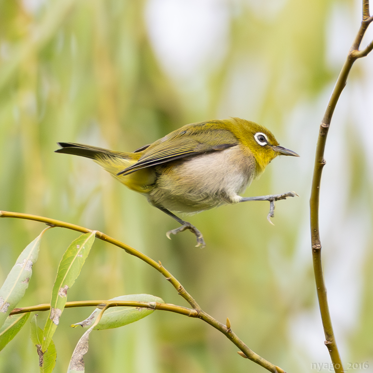 nyago_2016's tweet photo. ぴょ~ん♪
#メジロ #whiteeye #小ジャンプ #ジャンプ #littlejump #jump
#鳥 #野鳥 #bird #wildbird https://t.co/0BSPGL9nxD