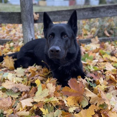 Retired PSD Jack tweet media