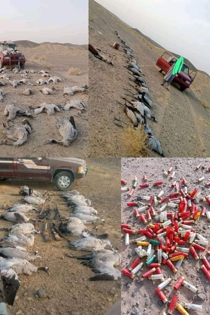 نه ڪا جھل نه پل !

سخت سيء ۾ ھي ھزارين پرڏيھي پکيئڙا برفباريءکان بچڻ خاطر ٿڌن ملڪن مان لڏي سنڌ۾ ايندا آهن.ھنن معصوم پکين کي ڪھڙي خبرته هتي عربي شيخن جا ڀڙوا سردار۽وڏيرا سندن رت سان ھولي ملھائيندا ۽پوء فوٽا ڪڍي مارجي ويل پکين جي نمائش به ڪنداـ
سنڌ ۾ نه ڪاجھل نه پل ۽ نه ڪو آ قانون!