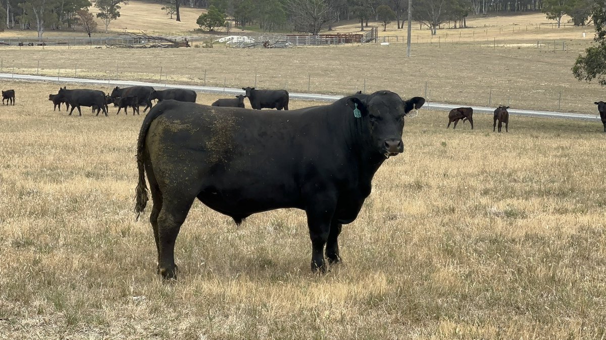 jamesmifsud66's tweet photo. Picked up my new #Hazeldean Angus bull to join with my new #Temaniaangus cows. 🤞 https://t.co/iyUkvtfELX
