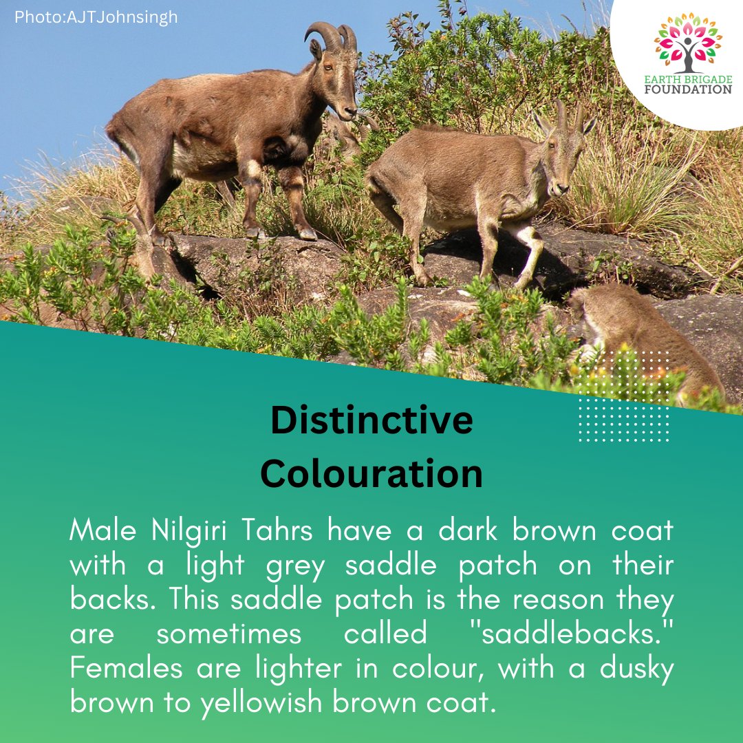 A look at the living legends of the Nilgiris!

#NilgiriTahr #WildlifeConservation #WildlifeOfIndia #IndianWildlife #Nilgiris