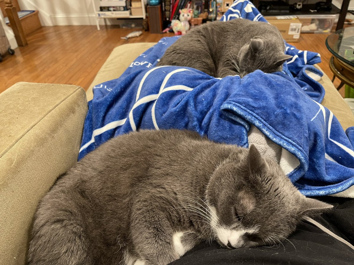 dcollins42's tweet photo. I have 2 fuzzy grey cuddle lumps. https://t.co/3BT3h7Yvq3