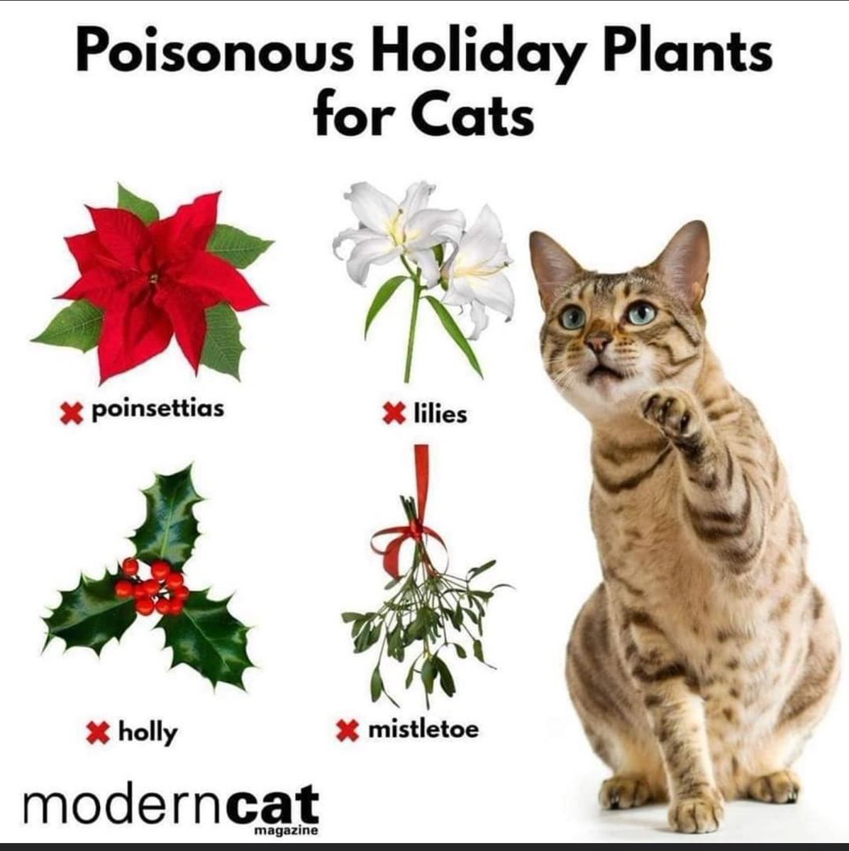 CatSanctuary23's tweet photo. Coming up to Christmas this is handy to keep in mind. https://t.co/Oi2rRkvEIA