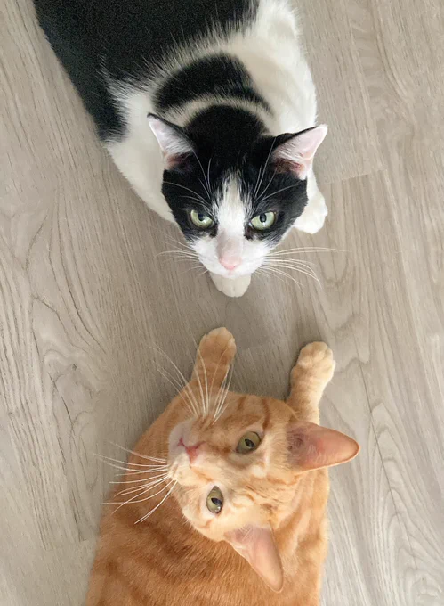 おひるだ猫