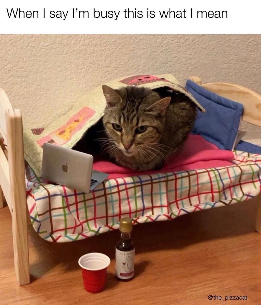 Posts Of Cats (@postsofcats) on Twitter photo 