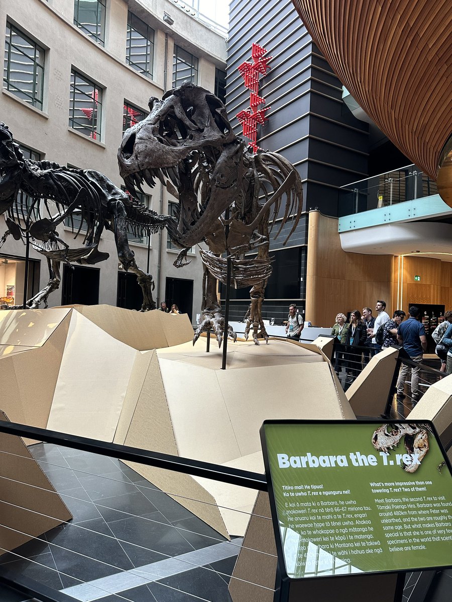 physiologyfish's tweet photo. Our welcome to Auckland for @ipfc2023 @AustSocFishBiol continues at the museum - TRex Barbara = #notafish https://t.co/bUGc1IPako