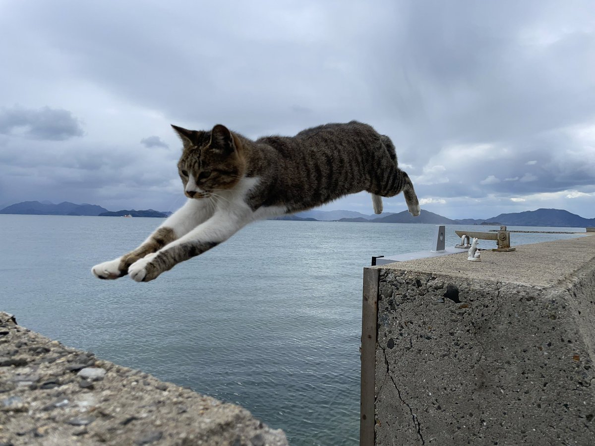 otama103's tweet photo. 佐柳島の飛び猫4選（スマホ撮影） https://t.co/yLOemrOKR0