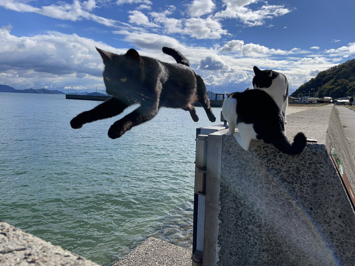 otama103's tweet photo. 佐柳島の飛び猫4選（スマホ撮影） https://t.co/yLOemrOKR0