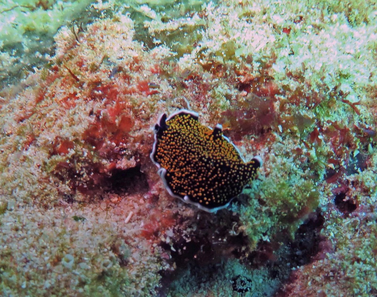 tglovemada's tweet photo. 🐡🐙 The underwater fauna in the south of Madagascar. If you feel like diving for more discoveries, you will encounter various species of marine animals. 📷 ©️ Niall Corbet

#UnderwaterLife #MadagascarDiving #MarineFauna #OceanExploration #DiveIntoNature #MarineSpecies https://t.co/xZQ7MePmPg