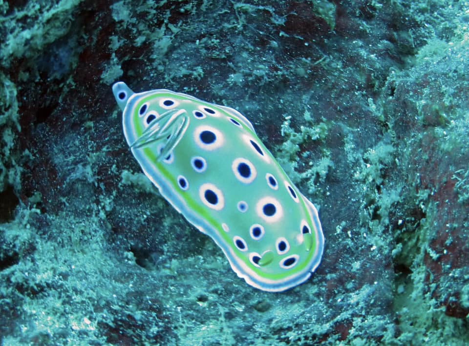 tglovemada's tweet photo. 🐡🐙 The underwater fauna in the south of Madagascar. If you feel like diving for more discoveries, you will encounter various species of marine animals. 📷 ©️ Niall Corbet

#UnderwaterLife #MadagascarDiving #MarineFauna #OceanExploration #DiveIntoNature #MarineSpecies https://t.co/xZQ7MePmPg