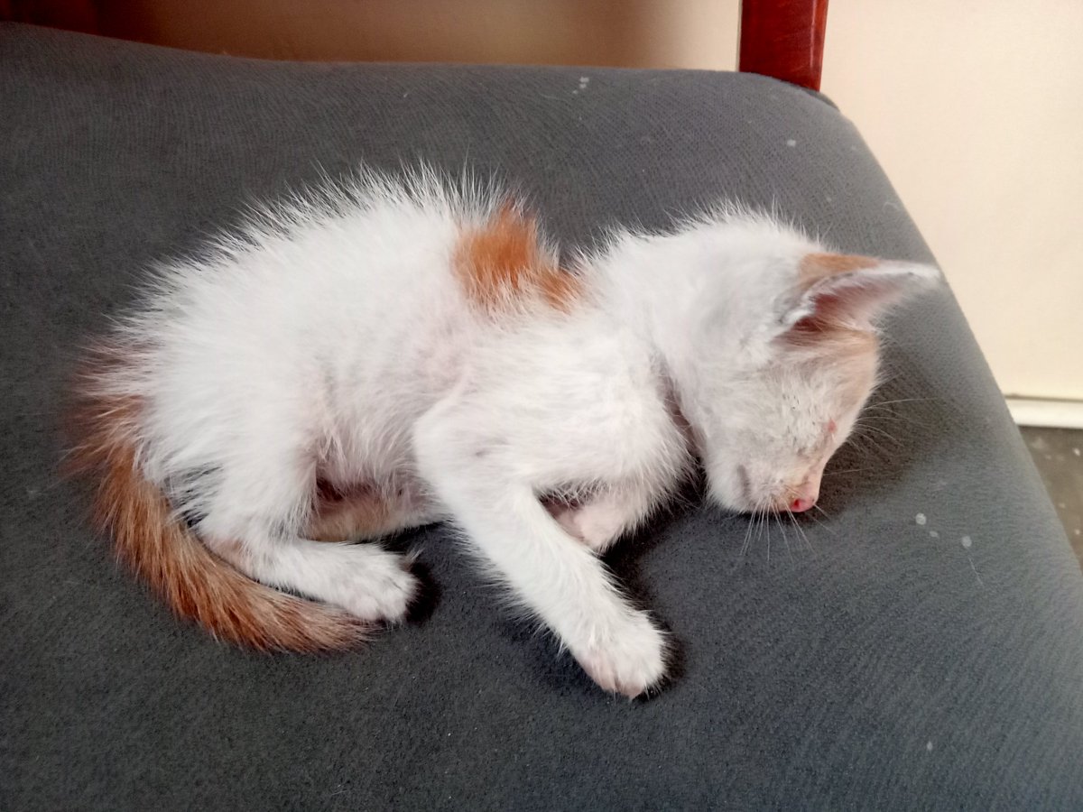 Anggota keluarga baru yg Ku temukan di depan pintu ,semoga saya bisa menjaga dan memberikan yg terbaik buatmu nak(anak macanku)