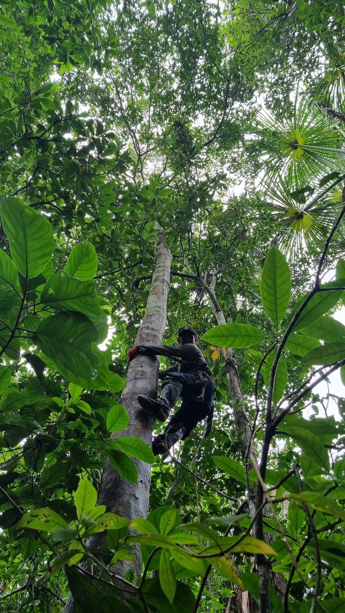 MariPihlatie's tweet photo. Such a fun and exciting expedition to #Iquitos #quistococha in the peruvian Amazon within @LiWeFor project lead by @unitartu and teams from @helsinkiuni @KITKarlsruhe @CH4_N2O_Forests
For sure we come back to learn and study more 🌴🌳🍃🦠🪱💧. Gracias! https://t.co/30Fzm2SwZj