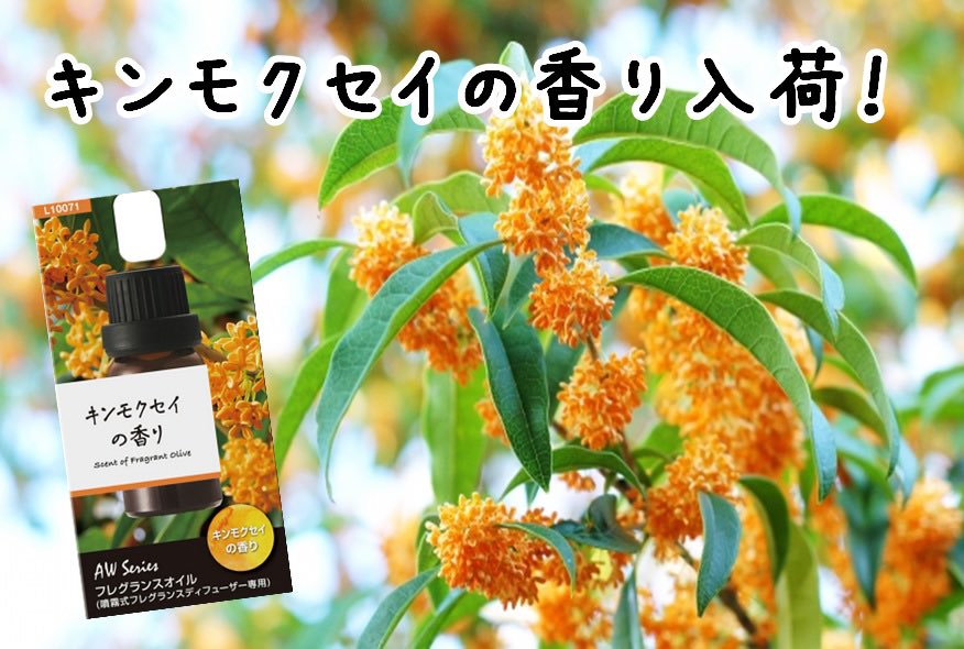 AB_ODAWARA's tweet photo. ブラング 噴霧式フレグランスディフューザー用オイルの
【キンモクセイ】が入荷しました✨
近年ブームのキンモクセイの香りは、とっても華やかで甘い香りです😄
#オートバックス #オートバックス小田原 #小田原 #カーメイト #carmate #ブラング #BLANG #芳香剤 #キンモクセイ #金木犀 #きんもくせい https://t.co/ouZrGTqkgw