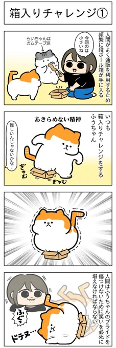 箱入りチャレンジ①②│フェリシモ猫部 