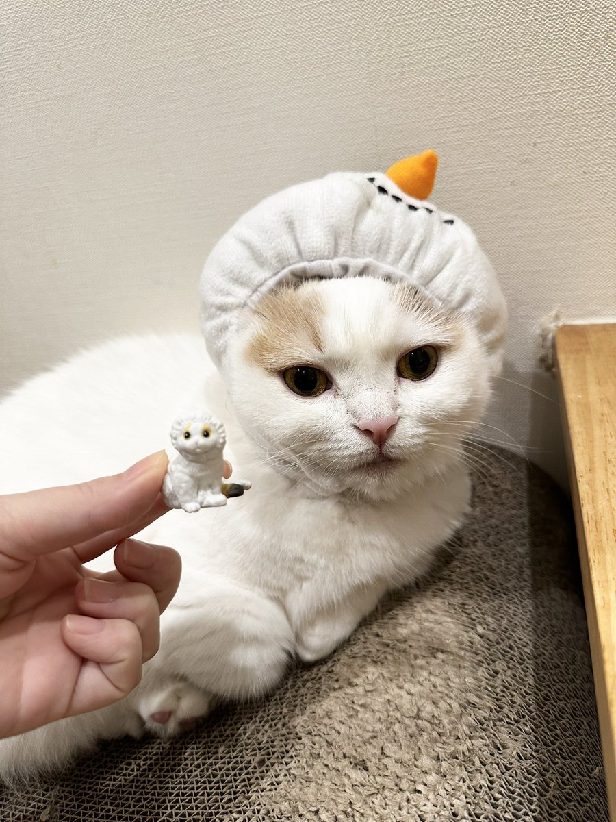 本日17:00までー！！

#にぼしら