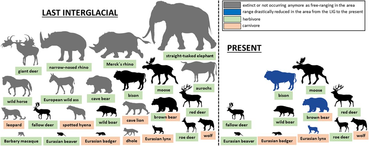 JCSvenning's tweet image. The diversity &amp;amp; functioning of Europe's #mammal #fauna are strongly degraded relative to recent prehistoric baselines at similar climate - see our new @TERRANOVA4EU study @GEB_macro, led by @MarcoDavoli3 onlinelibrary.wiley.com/doi/10.1111/ge…
🐎🐘#defaunation #megafauna #Pleistocene #allometry