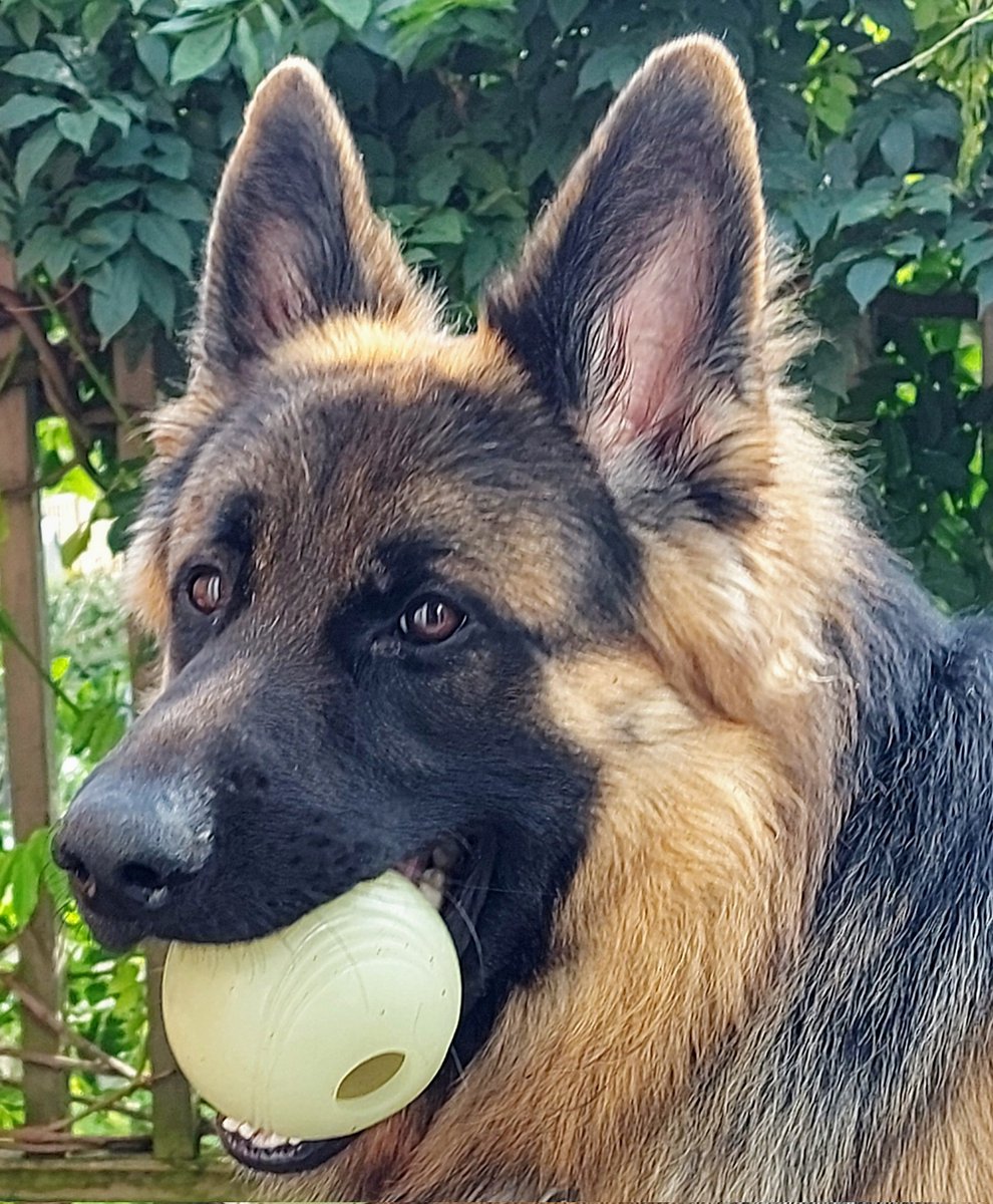 RocksandThor's tweet image. Even though he&apos;s still recovering from his surgery, it&apos;s still business as usual. 
Woke me up at 12 a.m. to tell me I was getting a migraine in my sleep. Managed to take meds in time and avoid feeling too groggy this morning. 
#GoodDog #Dog #SupportDog