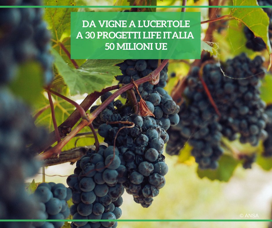 ansaeuropa's tweet photo. Sono 30 i progetti italiani approvati dal #programmaLife dell'UE: dalla riduzione dell'uso del rame in vigna alla conservazione della lucertola delle Eolie, hanno ricevuto circa 50 milioni di euro sui 396 messi a disposizione.
#LaTuaEuropa
#ANSAEuropa ➡️ https://t.co/UJYqPVrWJy https://t.co/Qz2eH26Q0f