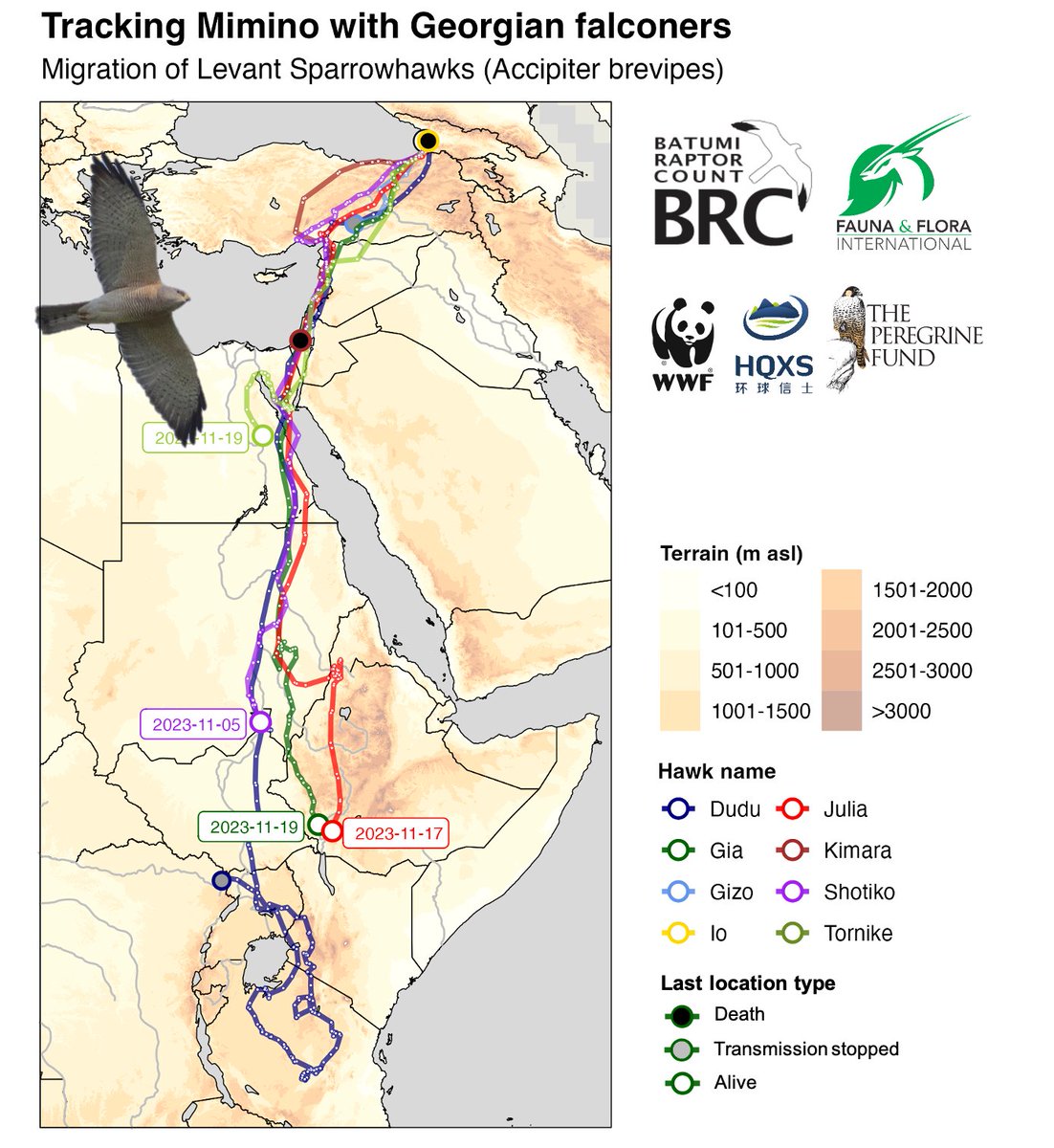 The <a href="/HQXSCN/">Global Messenger</a> tags that we deployed on Levant sparrowhawks in Sept keep sending precious data on this poorly known migration.

Julia and Gia are finally moving south again after long stops in 🇸🇩/📷. Ad male Tornike only just started his Sahara crossing after a long stop in S Sinai!