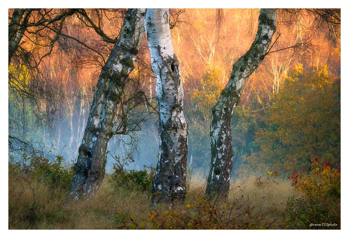 Cool onlookers...
#Sharemondays2023 #WexMondays #APPicoftheweek
#woodland #autumn #LandscapePhotography #nature #TwitterNatureCommunity #TwitterNaturePhotography
@CanonUKandIE @Benro_UK @Natures_Voice