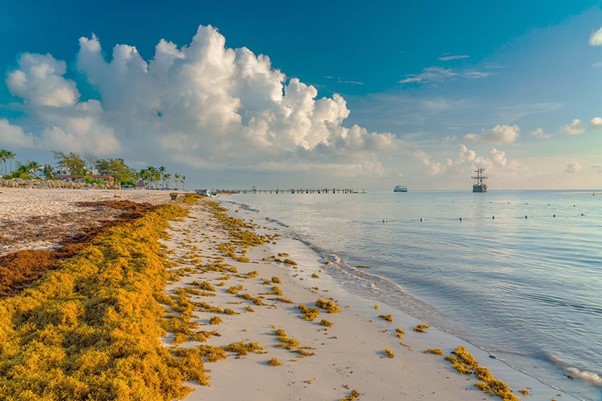 SARTRAC (@sartrac1) on Twitter photo Do you have any questions on #sargassum use and management? If so, check <a href="/SARTRAC1/">SARTRAC</a> 's "Frequently Asked Questions" on pelagic #sargassum in the following link: sartrac.org/frequently-ask…
<a href="/unisouthampton/">University of Southampton</a>, <a href="/UniOfYork/">University of York</a>, <a href="/UnivofGh/">University of Ghana</a>, <a href="/UWImona/">The UWI Mona Campus</a> Do you have any questions on #sargassum use and management? If so, check <a href="/SARTRAC1/">SARTRAC</a> 's "Frequently Asked Questions" on pelagic #sargassum in the following link: sartrac.org/frequently-ask…
<a href="/unisouthampton/">University of Southampton</a>, <a href="/UniOfYork/">University of York</a>, <a href="/UnivofGh/">University of Ghana</a>, <a href="/UWImona/">The UWI Mona Campus</a>