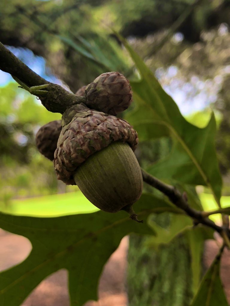 AnnMariSheerio's tweet image. #AutumnVariations🍂