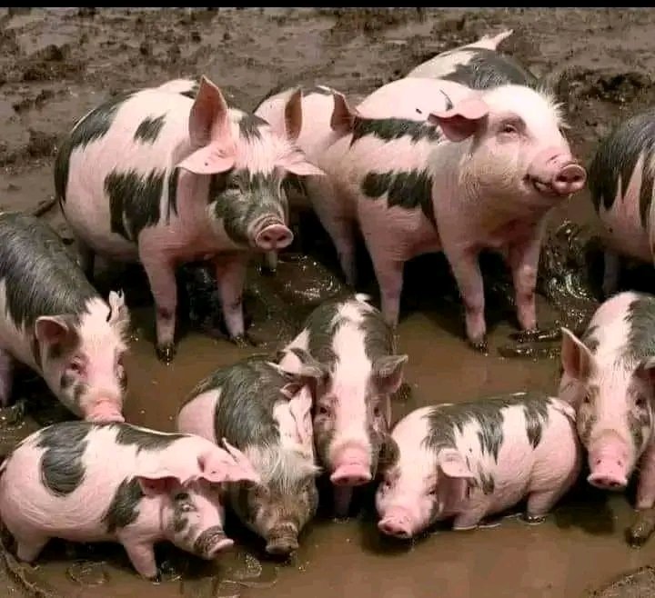 غمض نص عينك وشوف الصوره