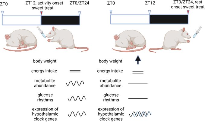 When to eat sweet treats! Untimely sugar consumption implicated in long- term energy imbalance.
Read the editorial onlinelibrary.wiley.com/doi/epdf/10.11… on our manuscript by <a href="/JorgeSoliz3/">Jorge Soliz</a> 
onlinelibrary.wiley.com/doi/10.1111/ap…
<a href="/Pharmabiotic/">APC Microbiome Ireland</a> <a href="/AnatNeuroUCC/">UCC Anat. & Neurosci</a>