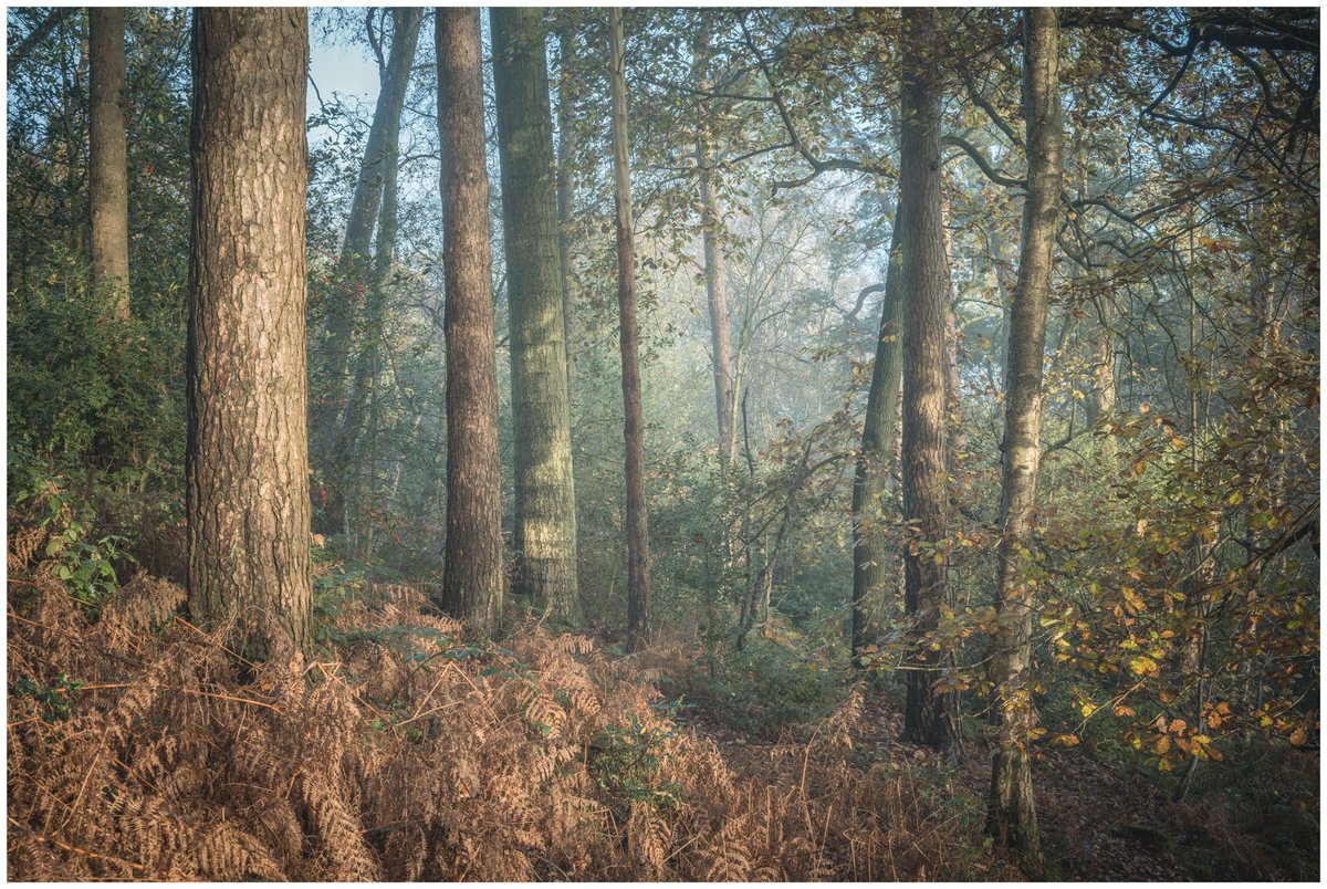 Just for a brief moment this morning the light & a little bit of mist rocked up together over on the Lickey Hills. #nikon #woodlandphotography