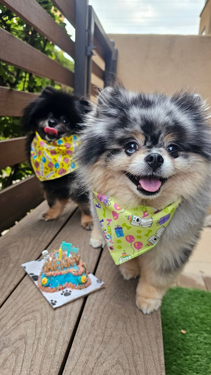 CHAUmanderp's tweet photo. Hennessy turned 4 today! 🎊🥳🎂🎁🔥🤡🎈✨❣️🎉 https://t.co/AXF6E5BJPi