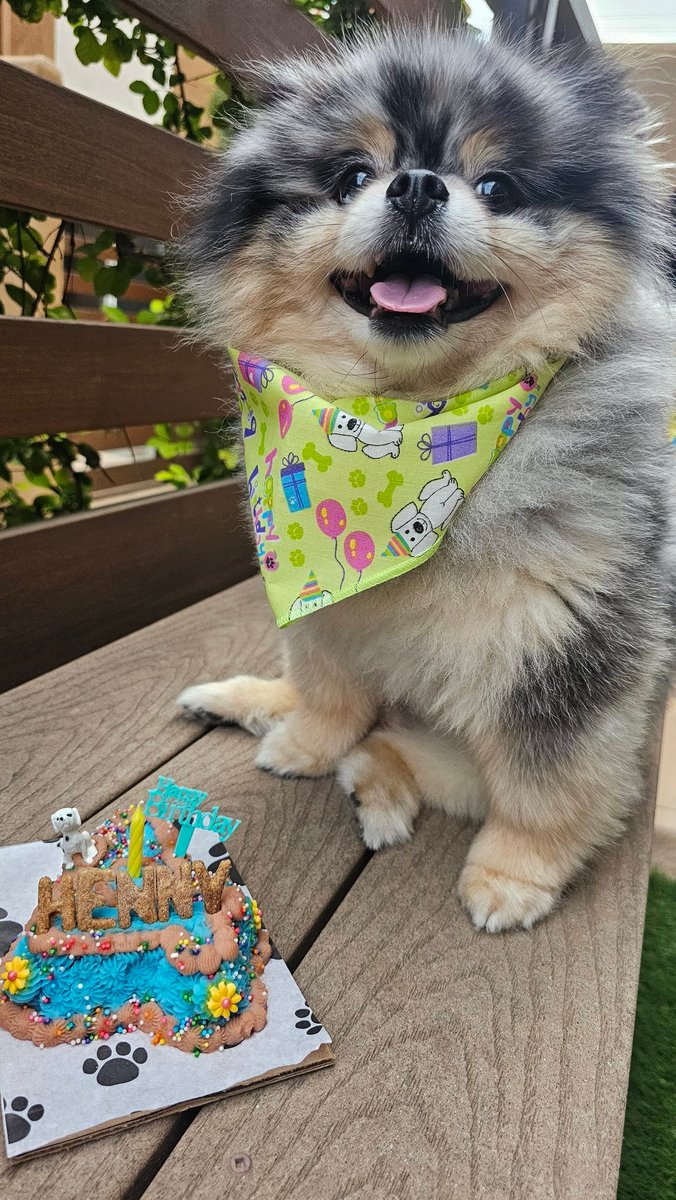 CHAUmanderp's tweet photo. Hennessy turned 4 today! 🎊🥳🎂🎁🔥🤡🎈✨❣️🎉 https://t.co/AXF6E5BJPi