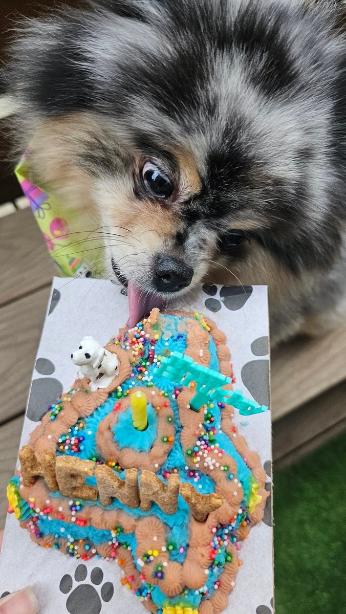 CHAUmanderp's tweet photo. Hennessy turned 4 today! 🎊🥳🎂🎁🔥🤡🎈✨❣️🎉 https://t.co/AXF6E5BJPi