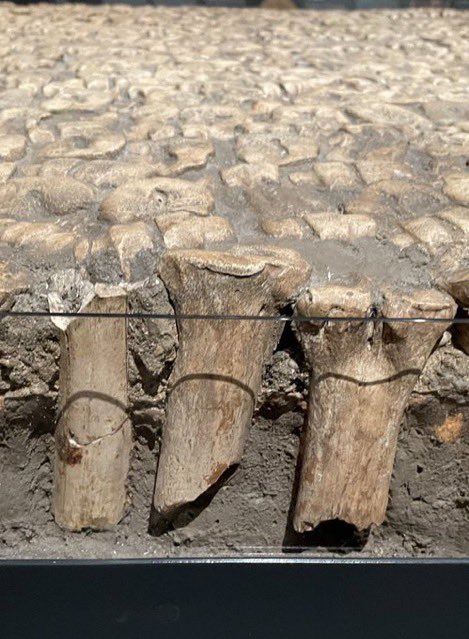 Dr Dan O'Brien (@drdan_o) on Twitter photo Bones on #MementoMoriMonday but not the usual kind! An example of animal bone (cattle & sheep) flooring from Park End Street in Oxford - 12 examples of bone flooring have been found in the county! 17th cent. On display at <a href="/MuseumofOxford/">Museum of Oxford</a> #Oxford #bones Bones on #MementoMoriMonday but not the usual kind! An example of animal bone (cattle & sheep) flooring from Park End Street in Oxford - 12 examples of bone flooring have been found in the county! 17th cent. On display at <a href="/MuseumofOxford/">Museum of Oxford</a> #Oxford #bones