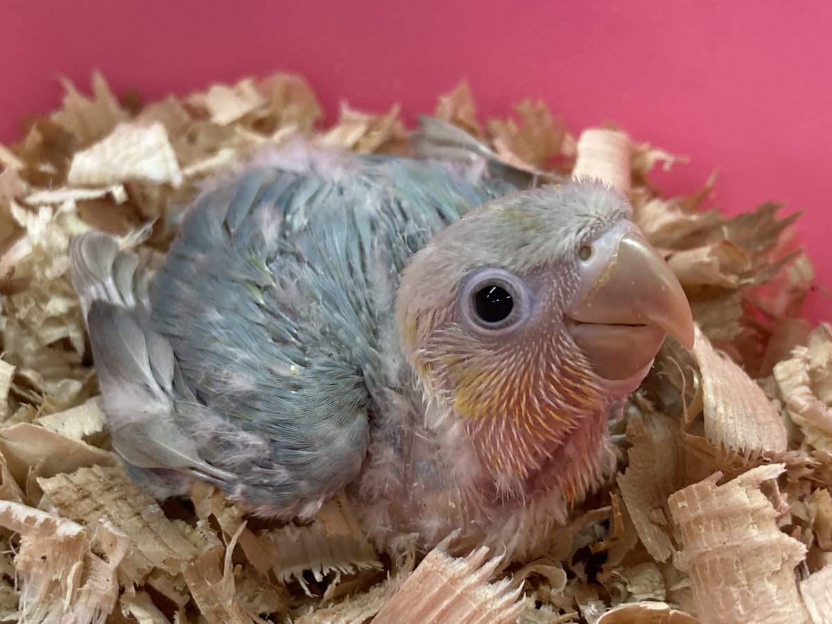 mopland46494's tweet photo. 数々の珍色を紹介してまいりましたが、本日はボタンインコちゃん🦜です
よく見たら普通と違う色が混じってます。見た事無い色というか現象です👀
成長した姿を見てみたいものです😮‍💨 https://t.co/A3T8FpMQh0