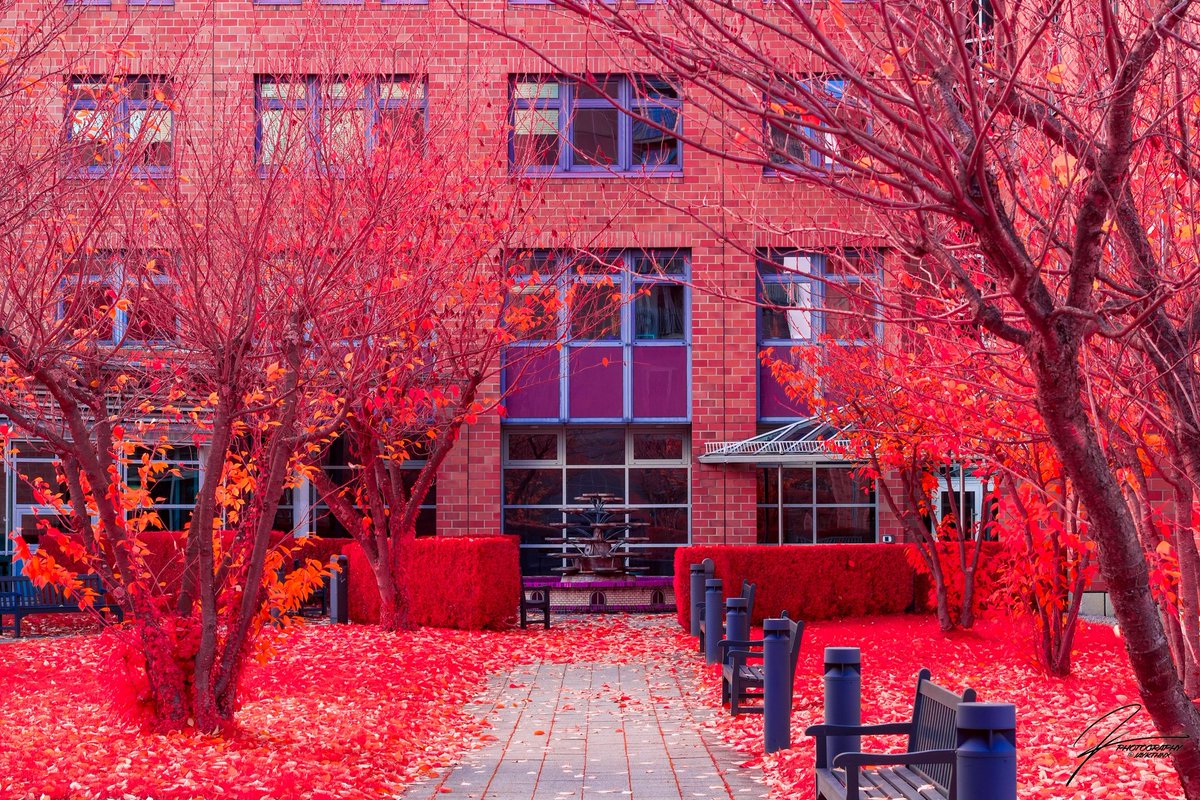 JayKthnx's tweet photo. "Gated Fountain"
Full Spectrum Sony A6600, SEL55F18Z, 1/100 at 7.1, ISO 1250, IR Chrome Filter
#architecture #infraredphotography #FallColors #trees #nature #Travel #Autumn #Red #AutumnVibes #AutumnBeauty #sonyalpha #a6600 #picoftheday #kolarivision https://t.co/atKVxsdPao