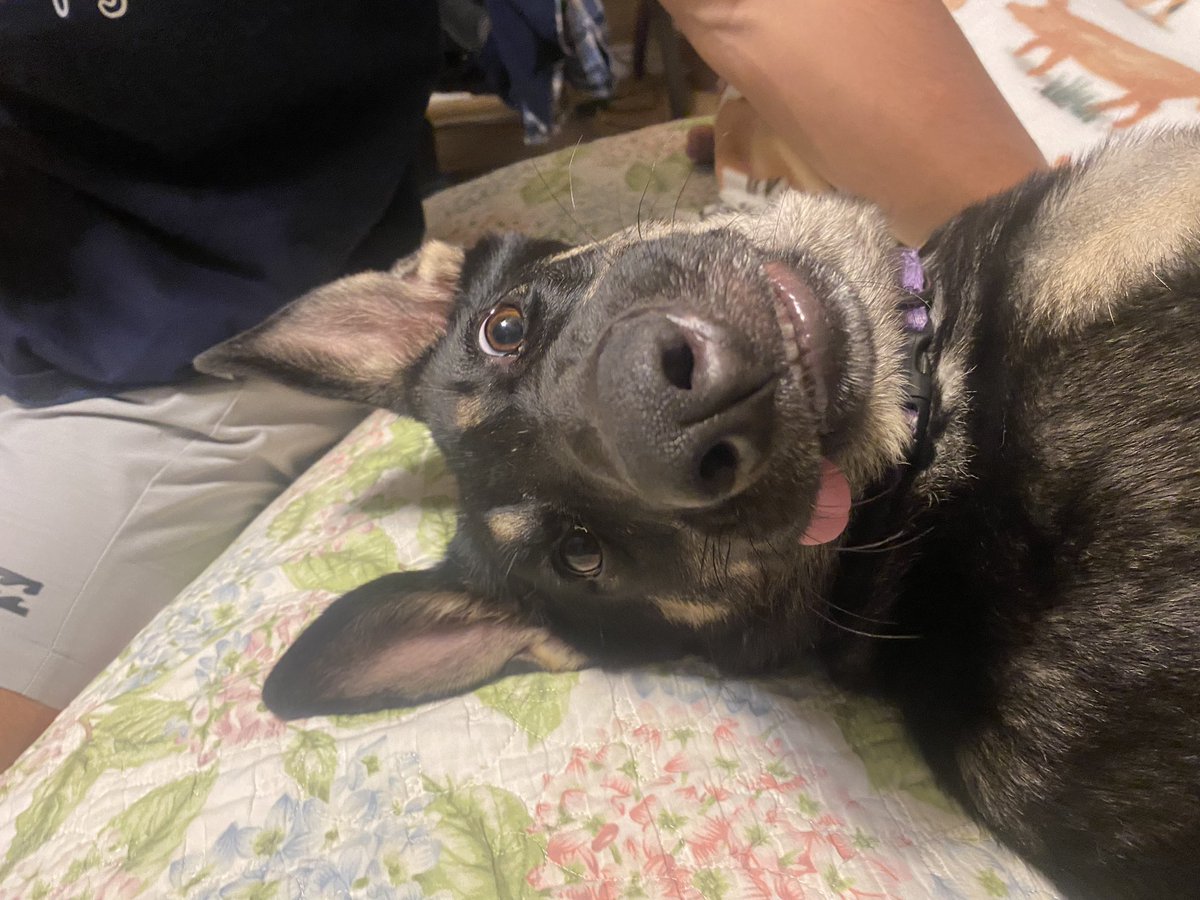 solideq's tweet photo. bad dog would like to say hello https://t.co/26IiOXYWbk