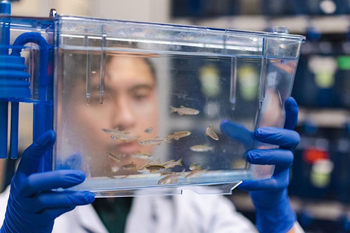 talius's tweet photo. Team Creates #Synthetic #Enzymes to Unravel #Molecular Mysteries
#SynPro system has been used in zebrafish embryos to study how protein Vg1 is formed. By learning signal formation, mechanisms eg giving cells instructions may help treat/prevent disease https://t.co/ky32N3wmVP https://t.co/RrP1hHdItz
